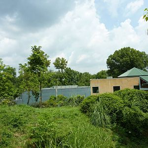 Gorilla Forest - Gorilla Exhibit