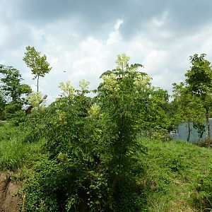 Gorilla Forest - Gorilla Exhibit