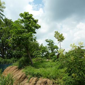 Gorilla Forest - Gorilla Exhibit
