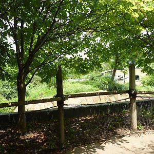 Gorilla Forest - Gorilla Exhibit Viewing Area