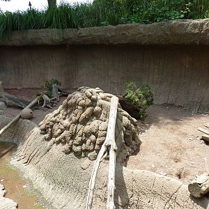 Meerkat Exhibit