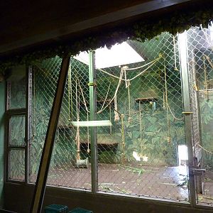 Woolly Monkey Indoor Exhibit
