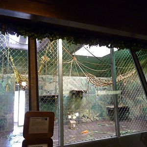Woolly Monkey Indoor Exhibit