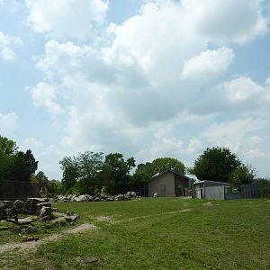 Masai Giraffe/Ruppell's Griffon Vulture/White Stork/African Crowned CraneEg