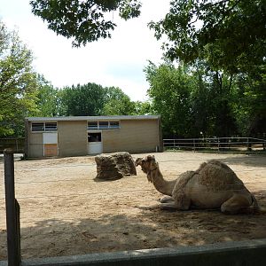 Dromedary Exhibit