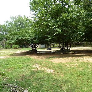 Mhorr Gazelle/Ostrich Exhibit