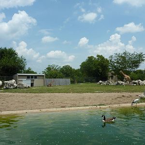 Masai Giraffe/Ruppell's Griffon Vulture/White Stork/African Crowned CraneEg