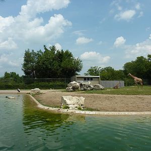 Masai Giraffe/Ruppell's Griffon Vulture/White Stork/African Crowned CraneEg