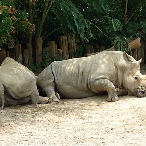 White Rhinos
