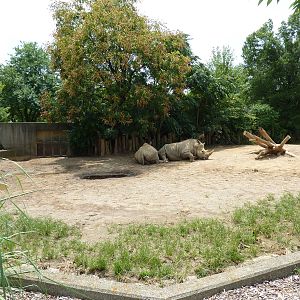 White Rhino Exhibit