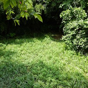 Wattled Crane Exhibit