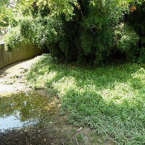 Wattled Crane Exhibit