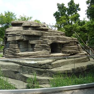 Ring-Tailed/Black/Black-and-White Ruffed Lemur Rock