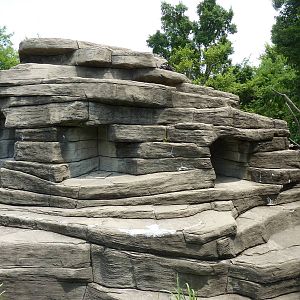 Ring-Tailed/Black/Black-and-White Ruffed Lemur Rock