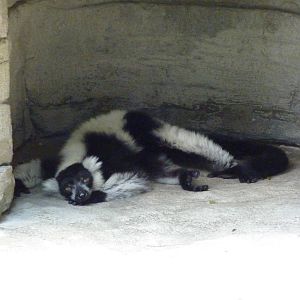 Black-and-White Ruffed Lemur
