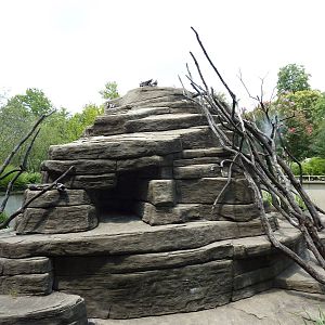 Ring-Tailed/Black/Black-and-White Ruffed Lemur Rock