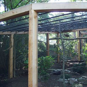 Satyr Tragopan Pheasant Exhibit