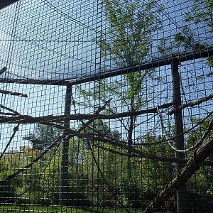African Journey - Allen's Swamp Monkey Exhibit