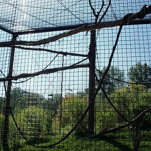 African Journey - Allen's Swamp Monkey Exhibit