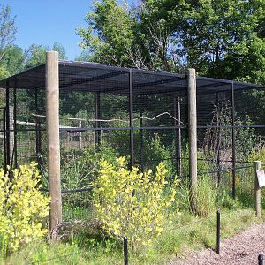 African Journey - Red-Billed Hornbill Exhibit