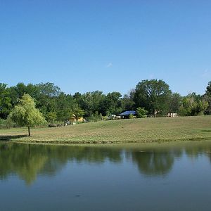 African Journey - Wildebeest/Ostrich/Zebra/White Stork Savanna