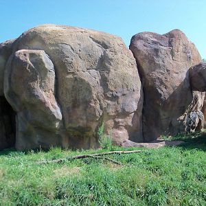 African Journey - Ruppell's Griffon Vulture Exhibit