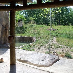 African Journey - Spotted Hyena Exhibit