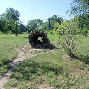 African Journey - Spotted Hyena Exhibit