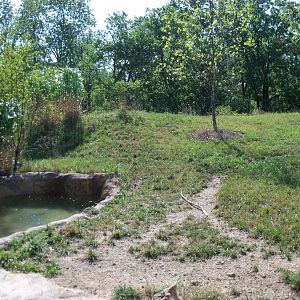 African Journey - Spotted Hyena Exhibit