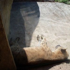 African Journey - Spotted Hyena