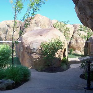 African Journey - Ruppell's Griffon Vulture + Bat-Eared Fox Exhibits