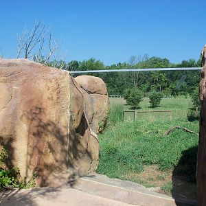 African Journey - Ruppell's Griffon Vulture Exhibit