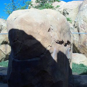 African Journey - Bat-Eared Fox Exhibit