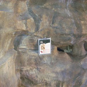 African Journey - Zebra Mouse Exhibit