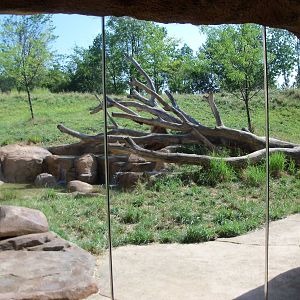 African Journey - Lion Exhibit