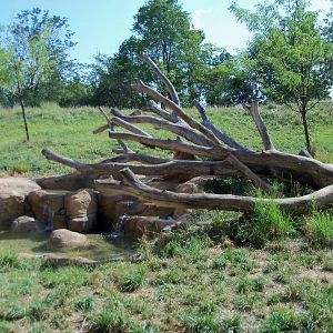 African Journey - Lion Exhibit