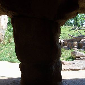 African Journey - Lion Exhibit