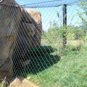 African Journey - Serval Exhibit