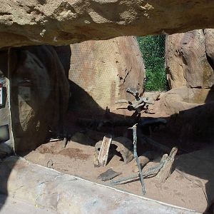 African Journey - Banded Mongoose Exhibit