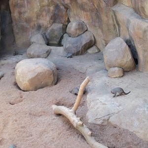 African Journey - Banded Mongoose Exhibit