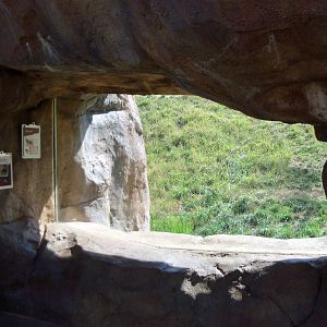 African Journey - Lion Exhibit