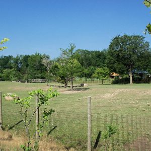 African Journey - Wildebeest/Ostrich/Zebra/White Stork Savanna