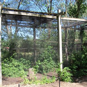 African Journey - Verreaux's Eagle Owl Exhibit