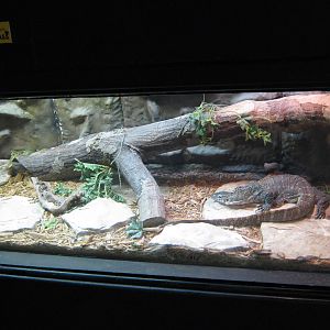 LRZ - Reptiles/Amphibians/Invertebrates