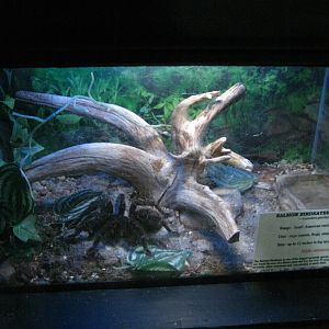 LRZ - Reptiles/Amphibians/Invertebrates