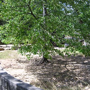 LRZ - Reptiles/Amphibians/Invertebrates