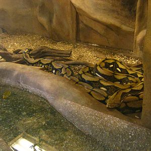 LRZ - Reptiles/Amphibians/Invertebrates