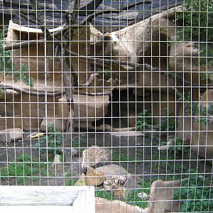 LRZ - Small Carnivores complex