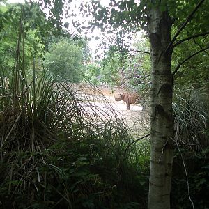 Rhino Outside Enclosure - 27.07.2010