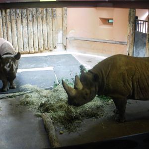 Inside Rhino House - 27.07.2010
